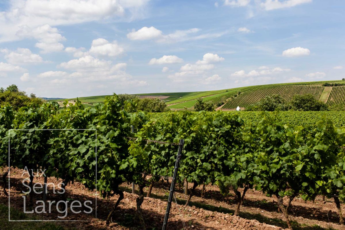 Visite domaine Patrick Kampf Flonheim